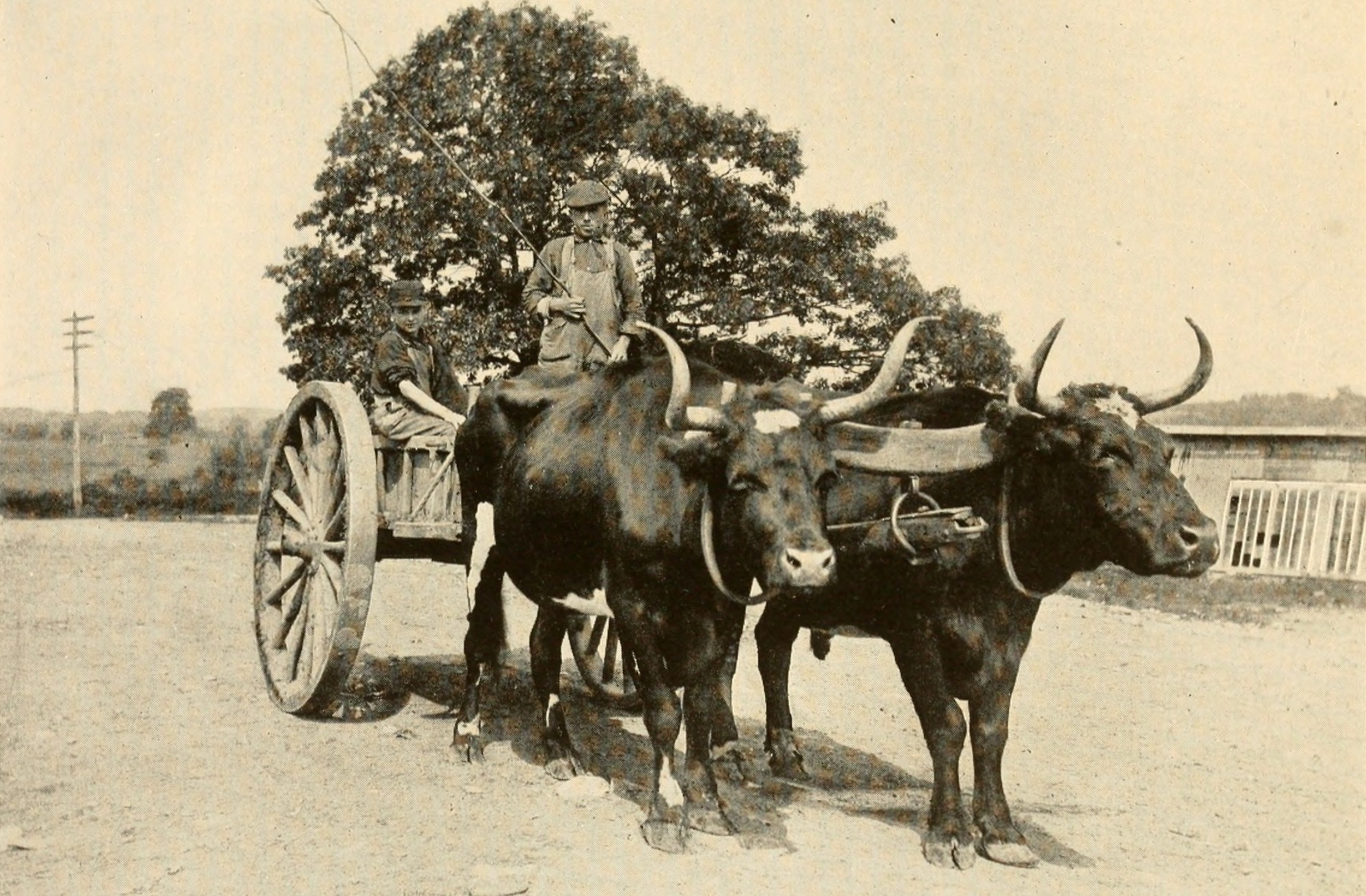 yoked-oxen-madison-county-historical-society